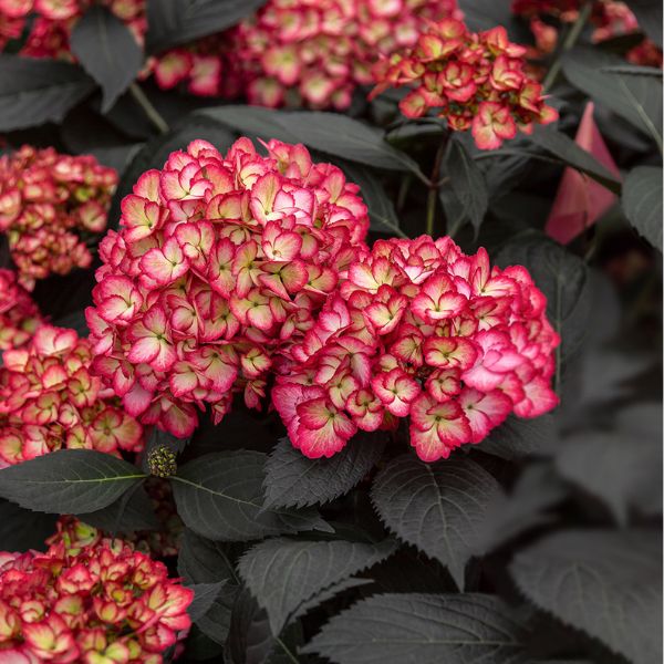 Eclipse&amp;reg; Bigleaf Hydrangea - Quart Container