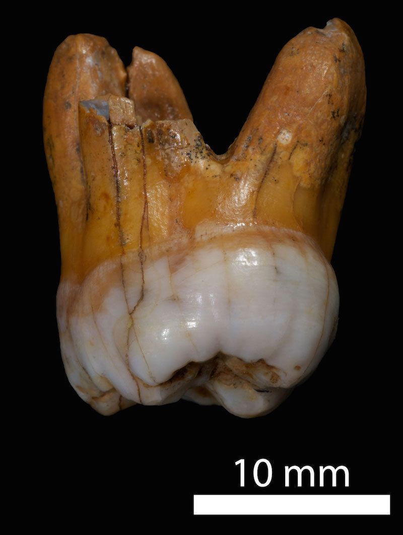 A molar from a Denisovan individual, found in a cave in Siberia. 