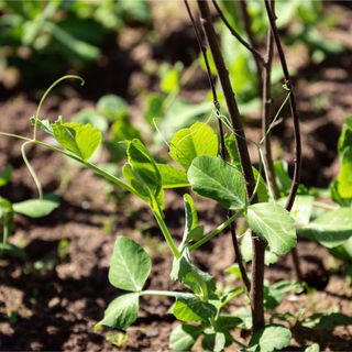 Young pea plants growing along wooden plant supports in garden