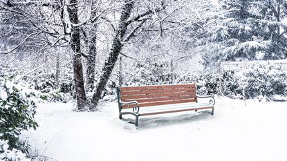 A lawn with a tree and bench beneath covered in snow