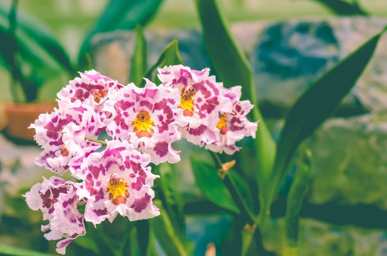 Odontoglossum Plant