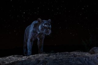 The rare and elusive African Black Leopard under a star filled African sky, photographed by Will Burrard- Lucas in Laikipia, Kenya in 2019