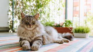 Maine coon cat sitting on a rug