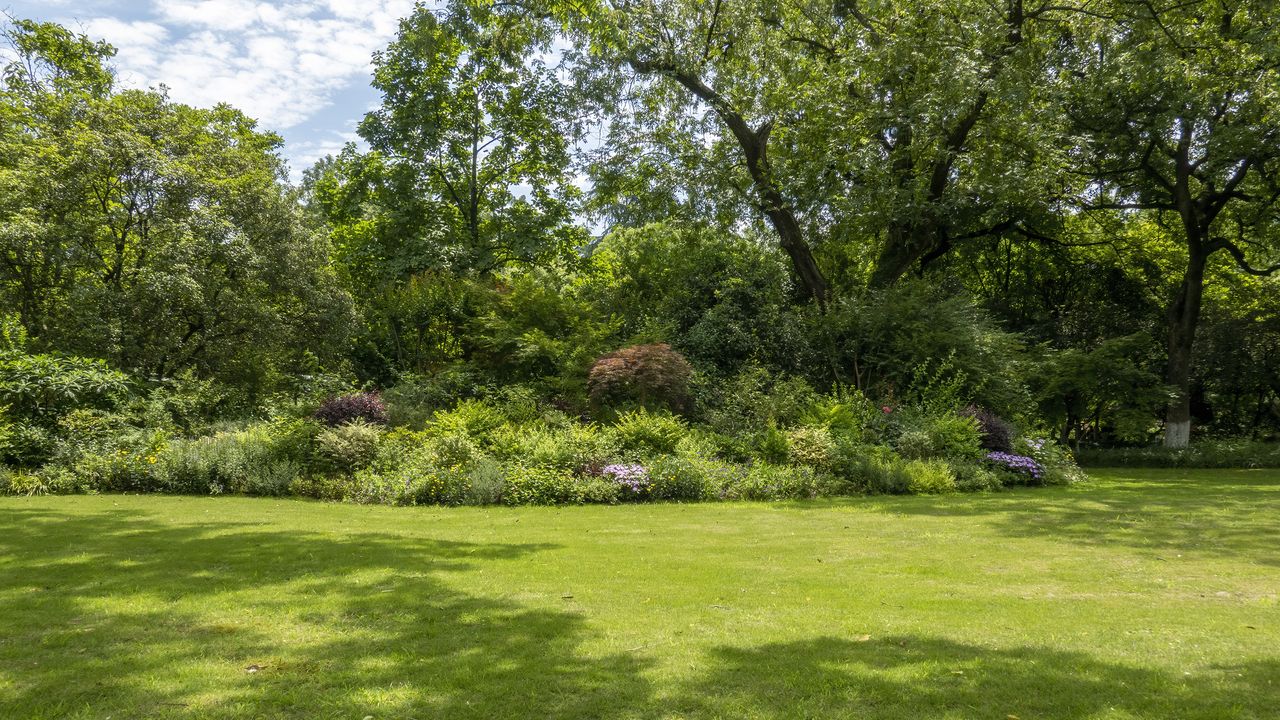 Learning how to kill weeds in your lawn is useful. Here is a neatly mowed grass with assorted shrub foliage and trees in background