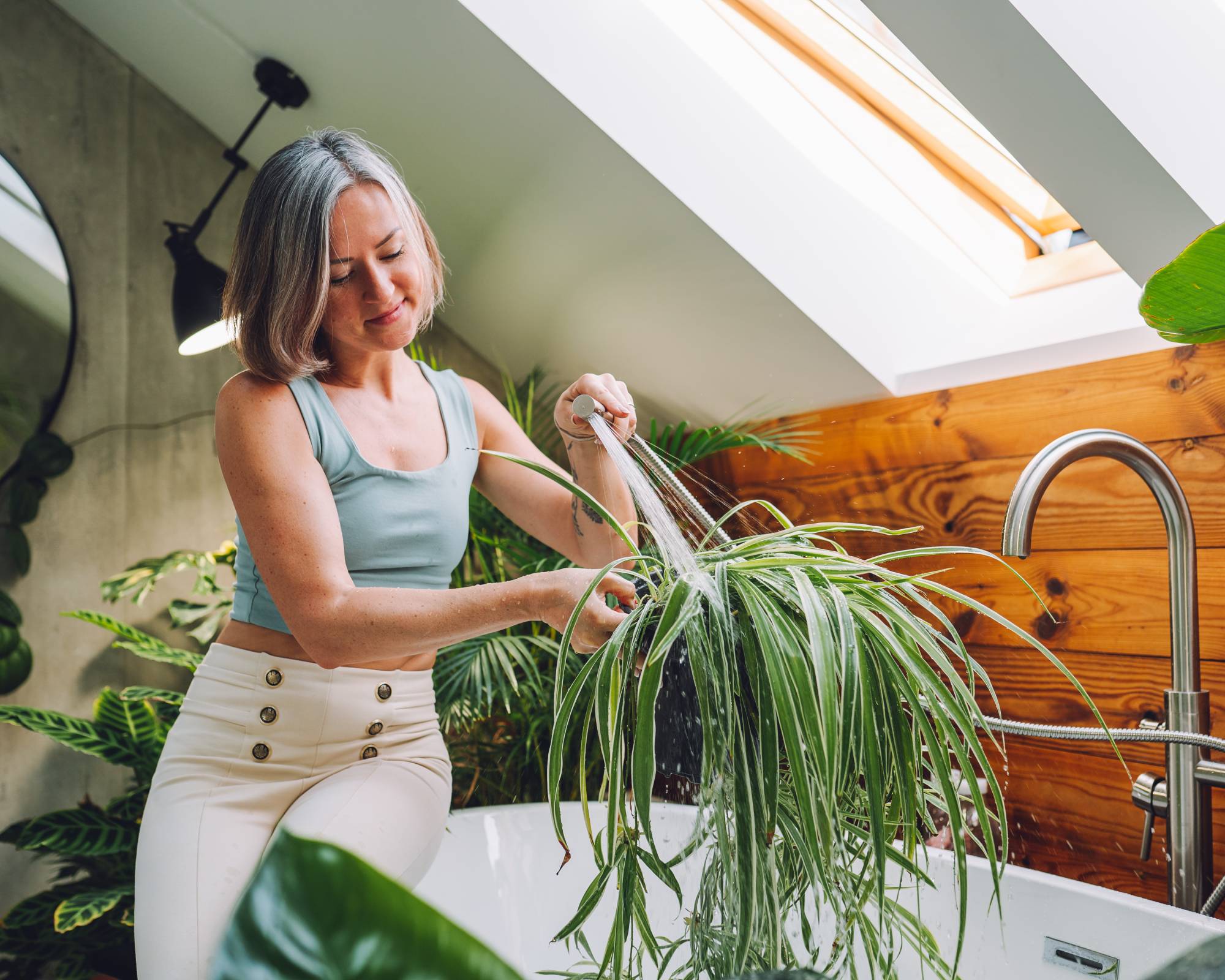 Woman sprays spider plant with water