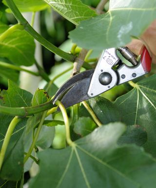 Shears pruning a fig tree