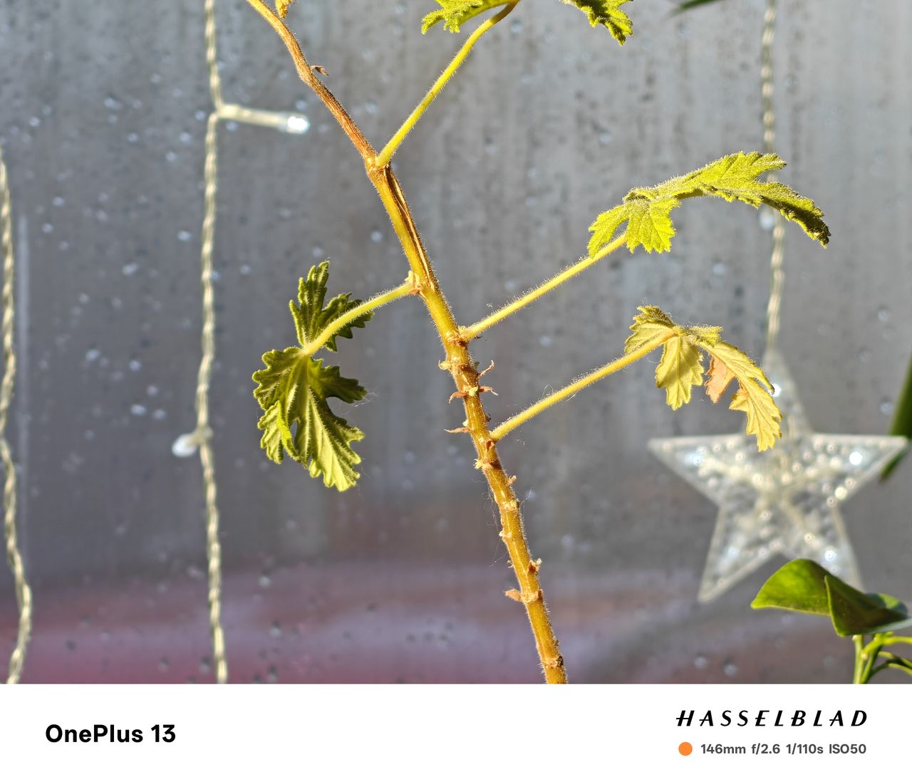 A photo captured on the OnePlus 13