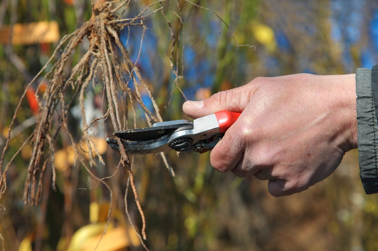 Pruning Of Tree Roots