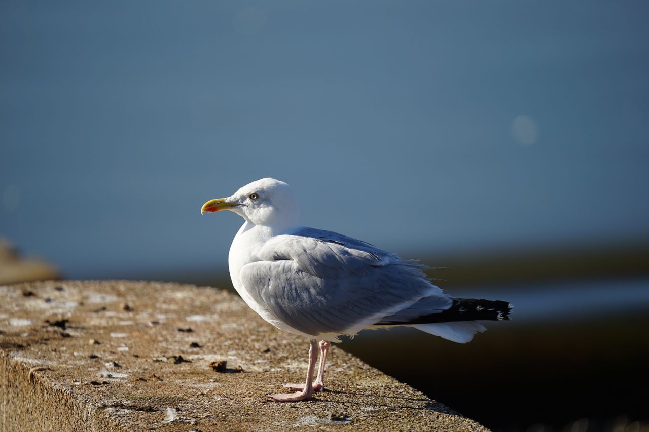 Sigma 300-600mm f/4 DG OS Sports example shot
