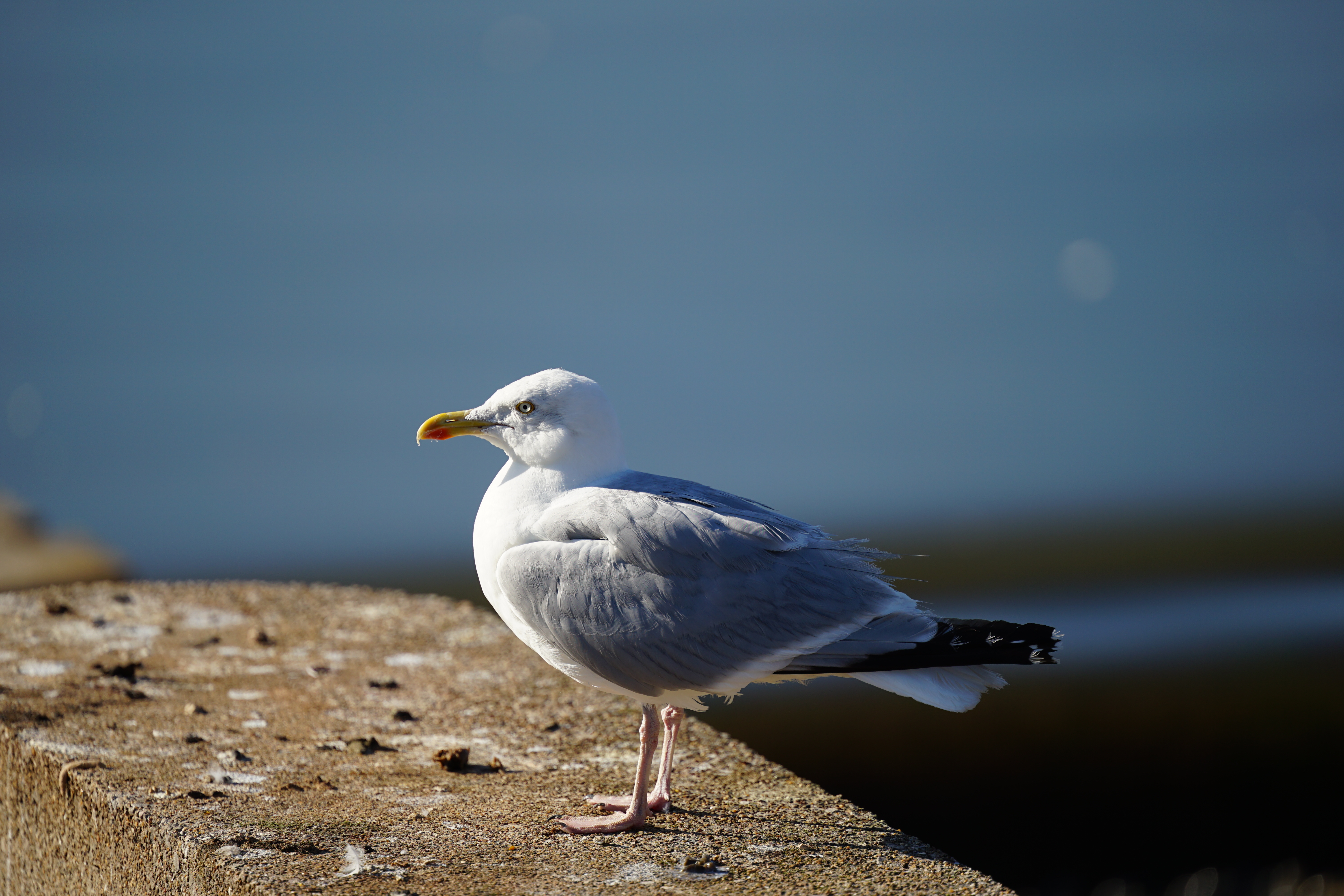 Sigma 300-600mm f/4 DG OS Sports example shot