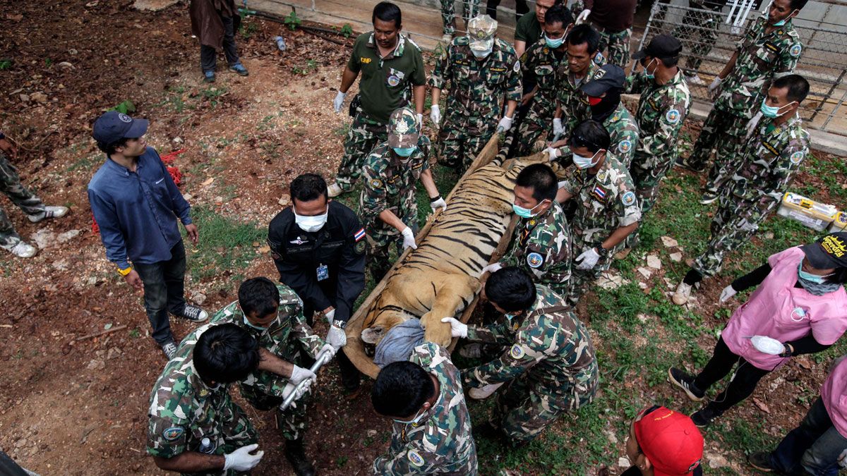 Officers carry a sedated tiger out of its cage at the Tiger Temple in Thailand