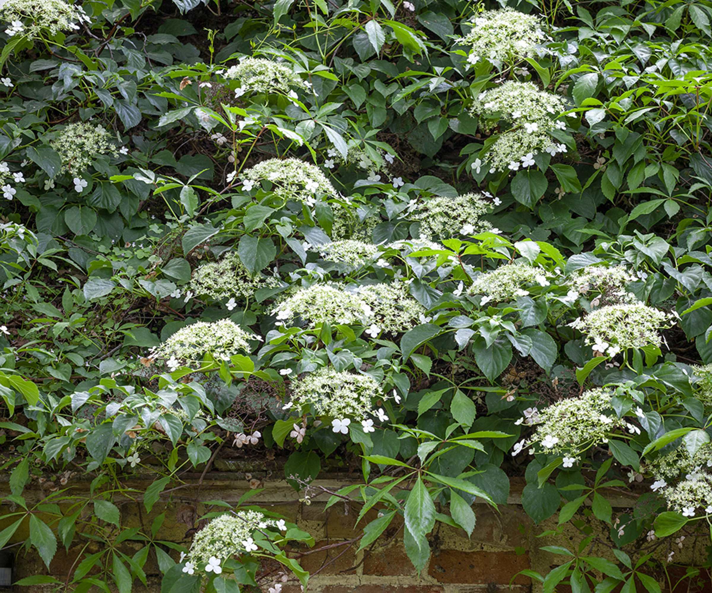 Hydrangea anomala subsp. petiolaris growing in a shaded wall