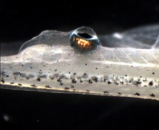 Here, a close-up of the eye growing out of the tail of a tadpole.