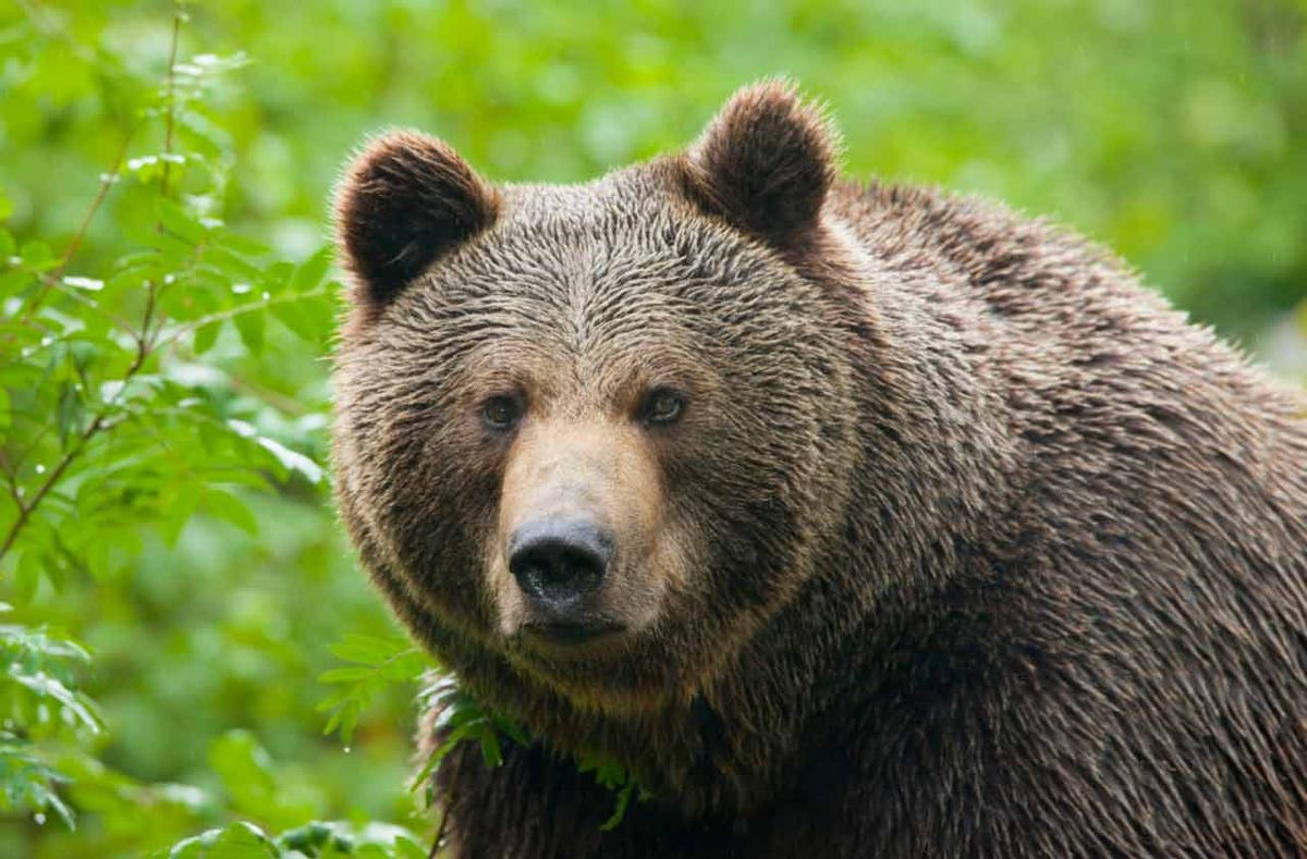 How to Tell a Correction from a Bear Market? | Kiplinger