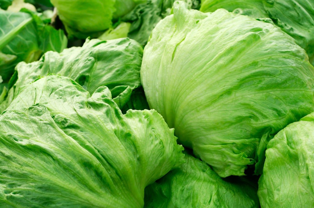 Iceberg lettuce