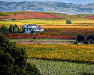 Rows of fall colored grapes with house. Vineyards of Napa Valley, California