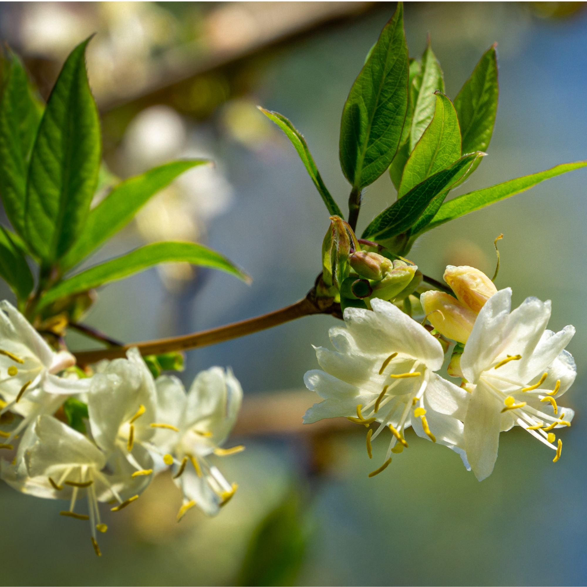 winter flowering honeysuckle fragrant shrub