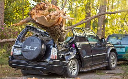 Photo of a tree on a car