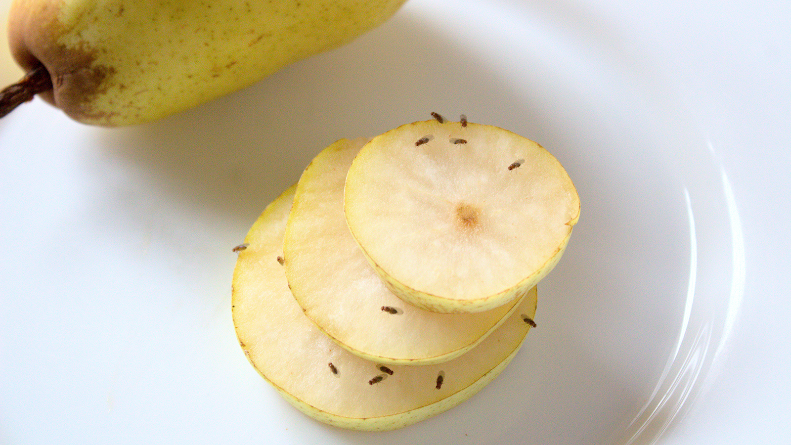 Fruit fly traps