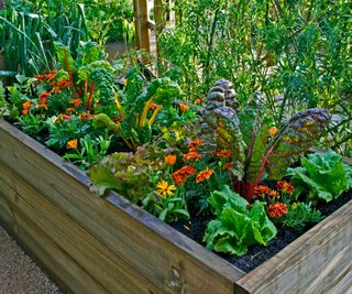 Vegetables in a raised garden bed