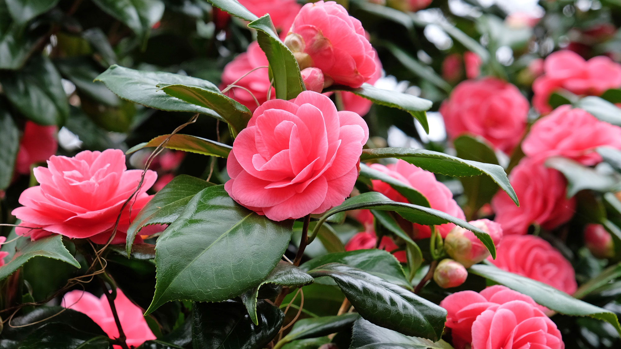 Bright pink flowers in full bloom on a Camellia japonica 'Lady Campbell' 