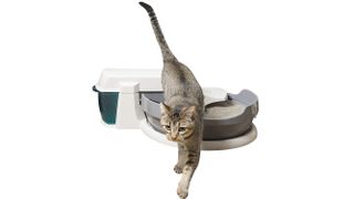 How often should you outlet clean your litter box