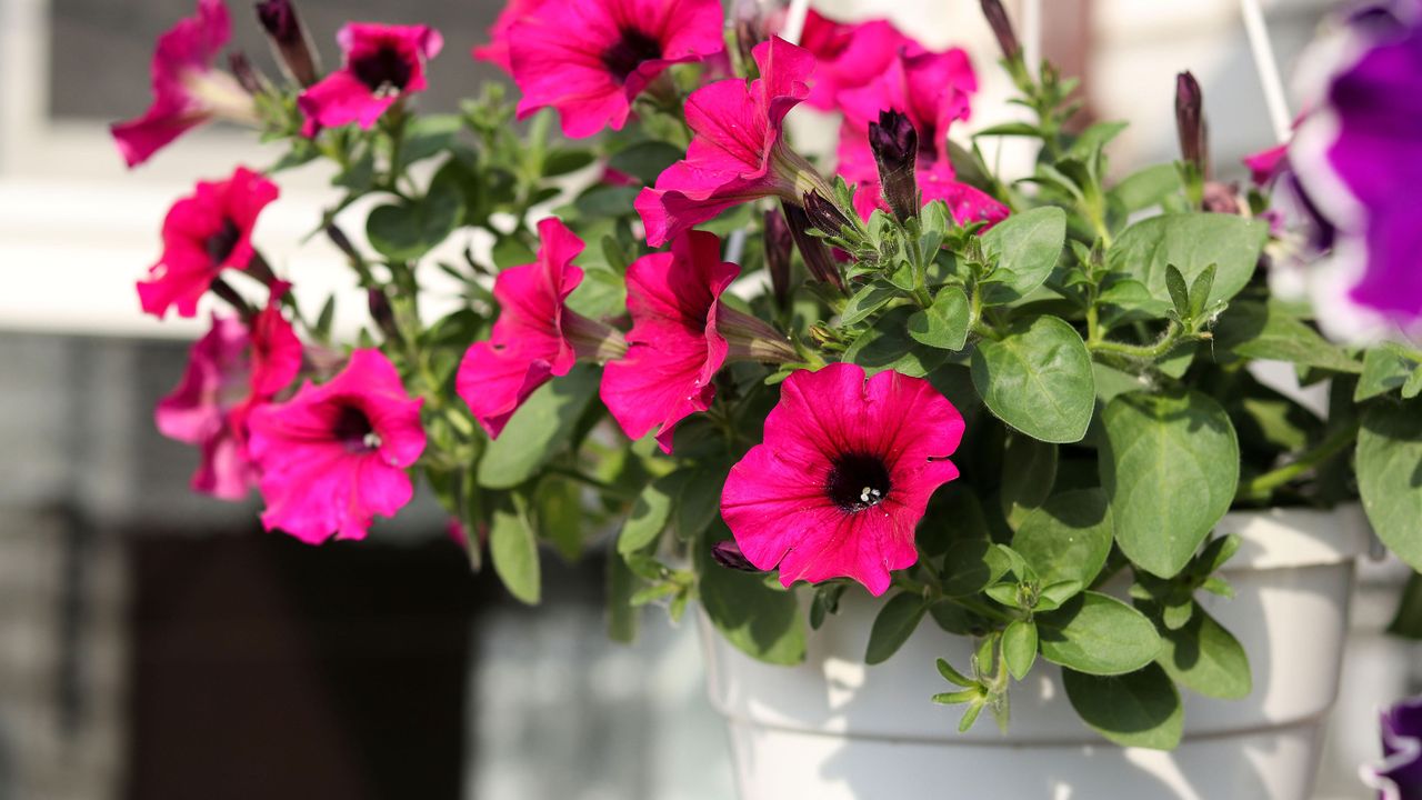 pink petunias in a hanging basket