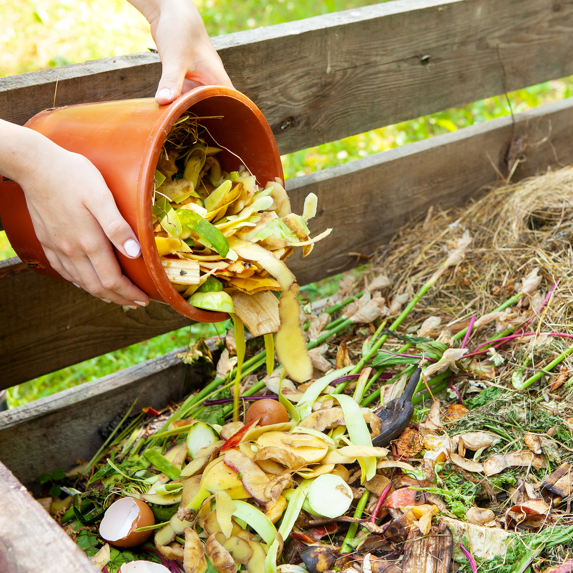 Gardener adds food scraps to the compost pile