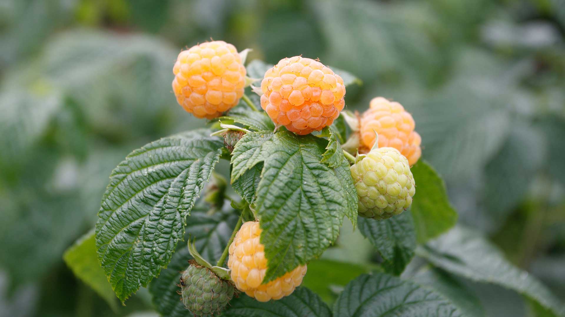 Fallgold raspberry fruits