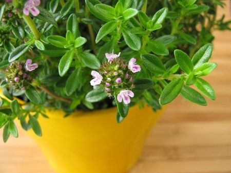 Indoor Potted Savory Herbs