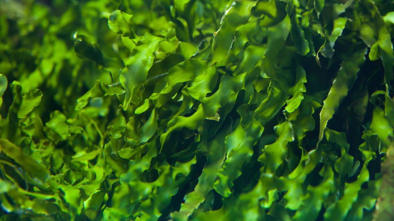 Seaweed.