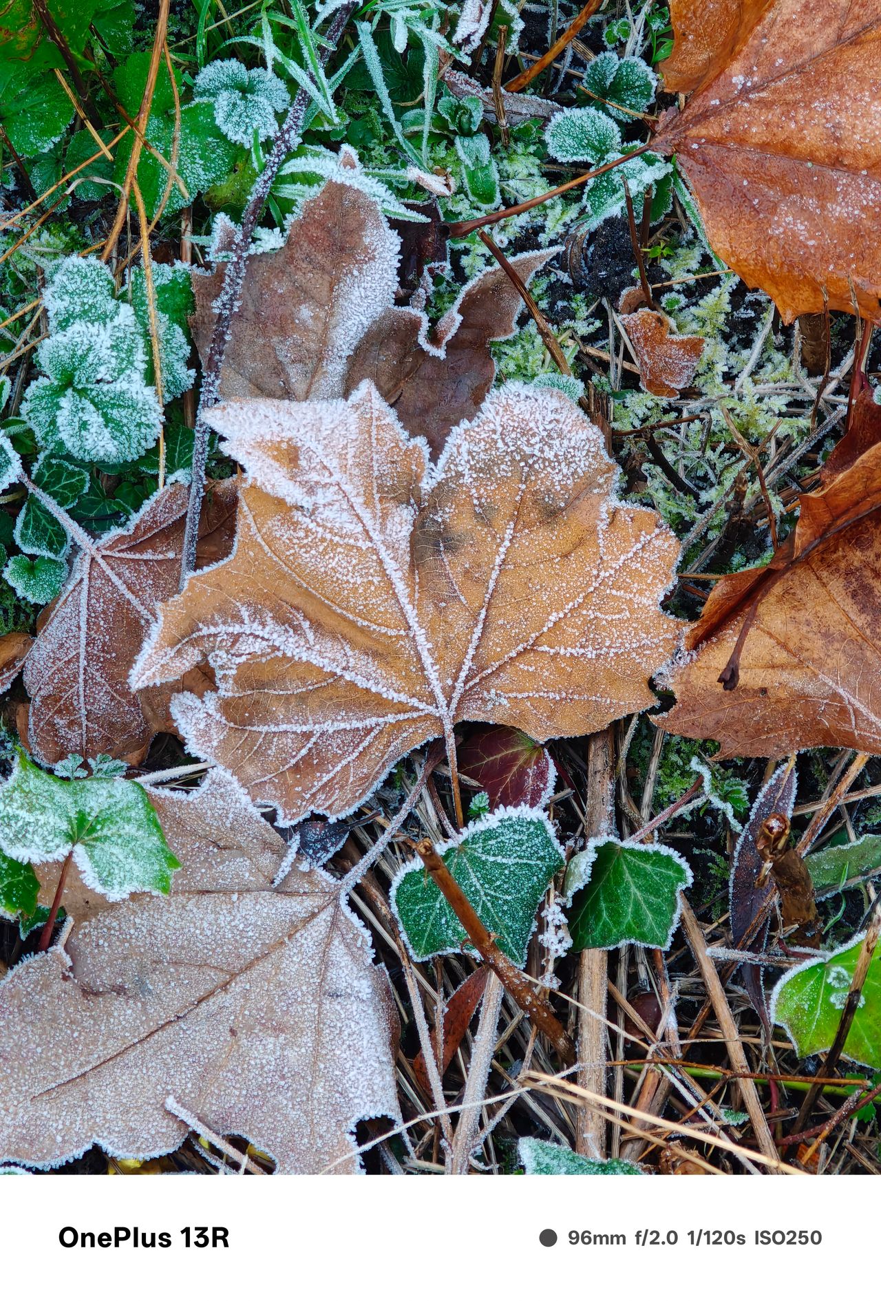 Mix of green and brown leaves on the ground covered in frost