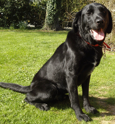 rambo-from-battersea-dogs-home