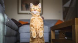 Ginger cat in living room, standing up on his hind legs looking alert