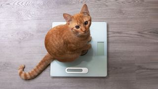 cat on weighing scales