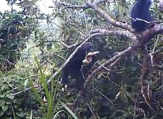 Chimp stealing food