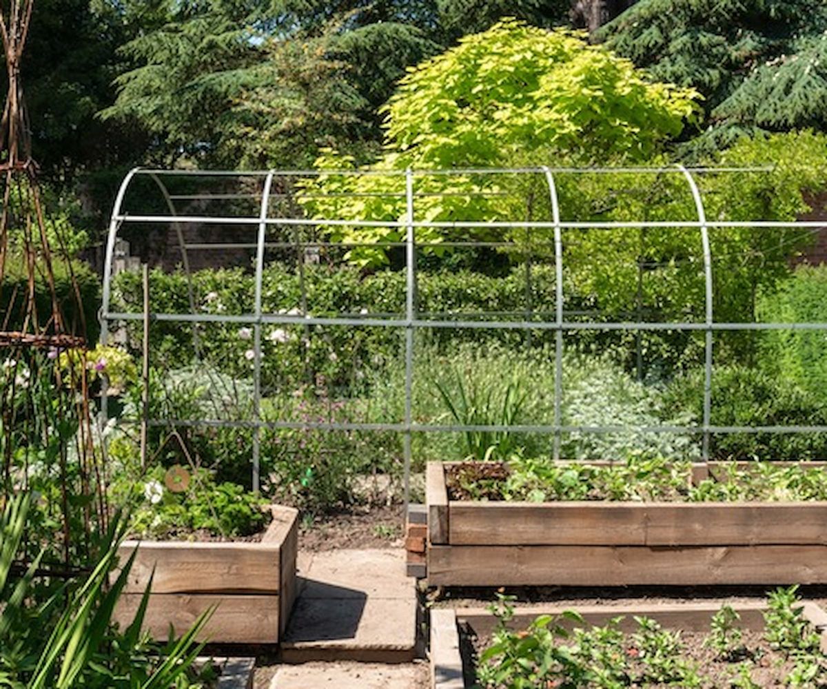Planters in a garden with a U-shaped frame for climbing plants