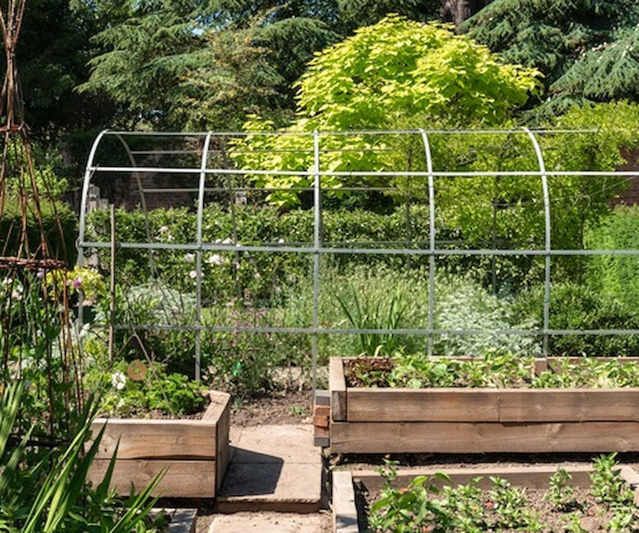 Planters in a garden with a U-shaped frame for climbing plants