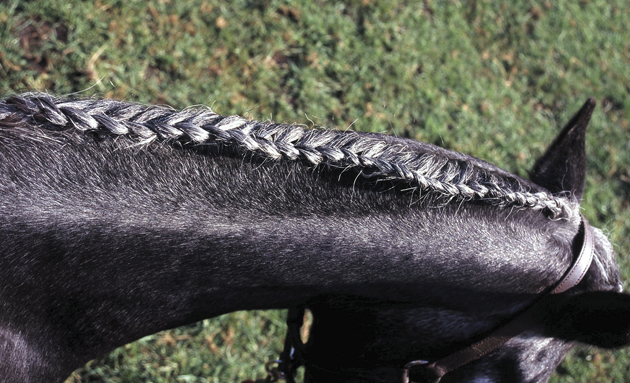 How to plait your horse's mane: a Spanish plait by Katie Jerram