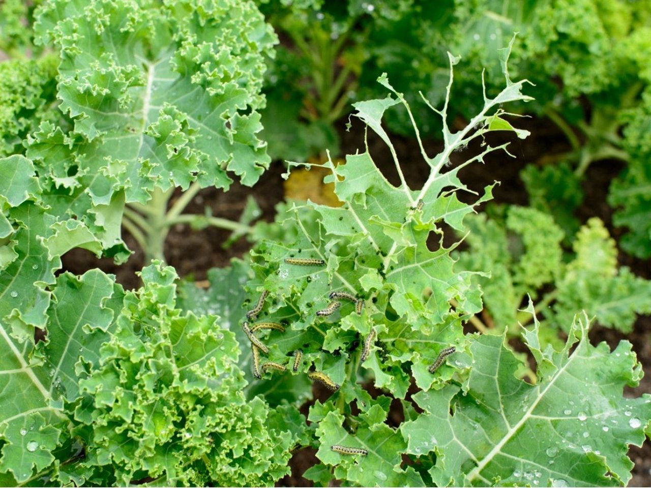 Kale plants being eaten by caterpillars