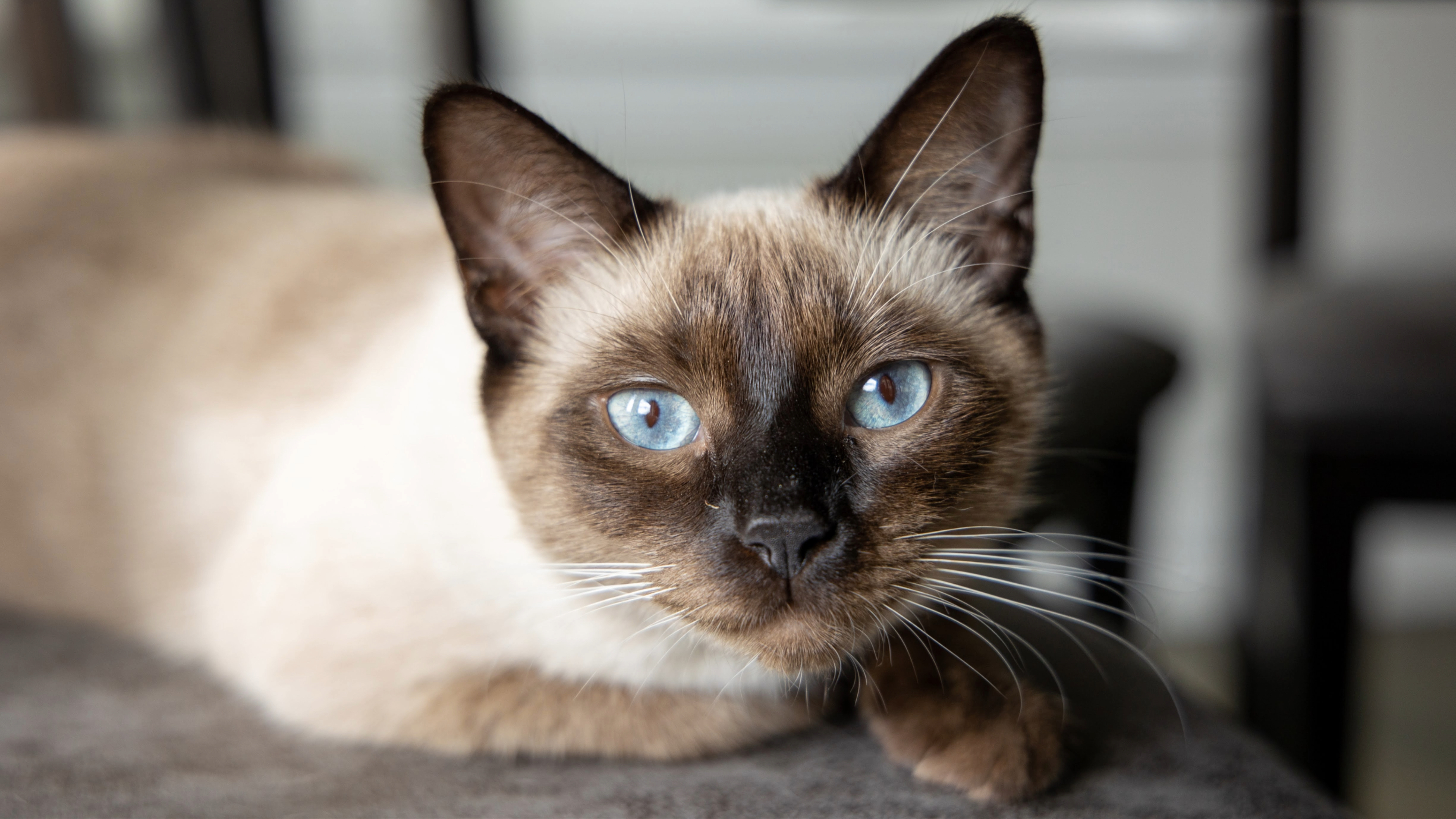 Siamese cat