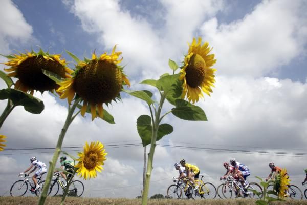 Sunflowers and the yellow jersey