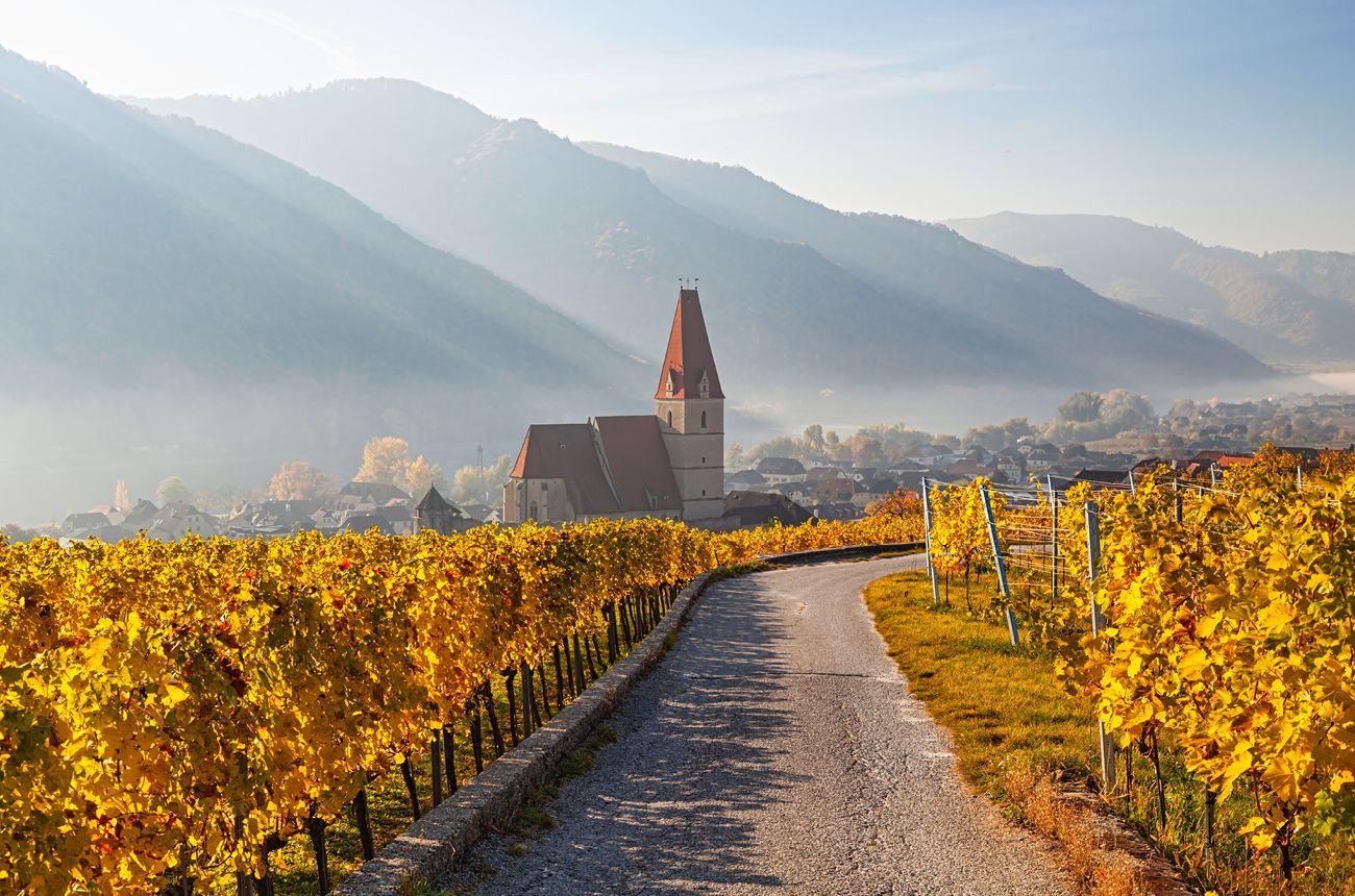 Pitch-perfect Austrian white wine stars