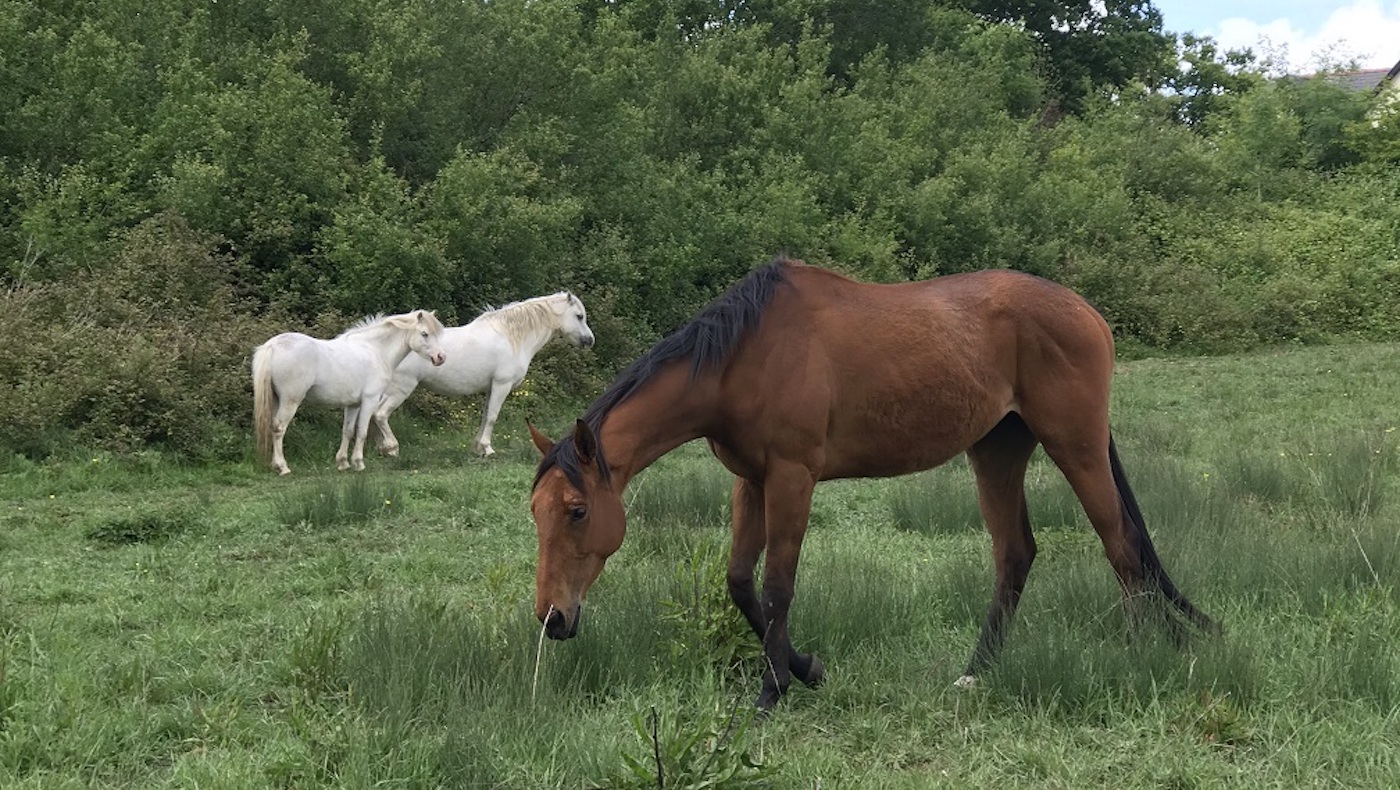 Horses in field i[1] copy