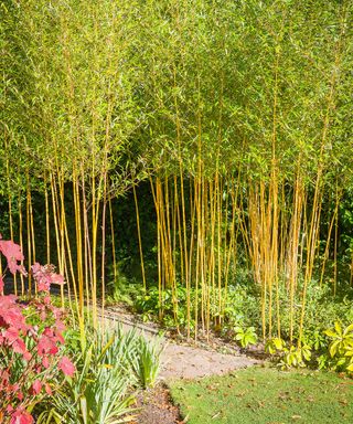 yellow bamboo in garden