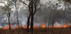 wildfires, wild fires, bushfires, predators, fauna