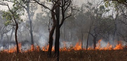 wildfires, wild fires, bushfires, predators, fauna