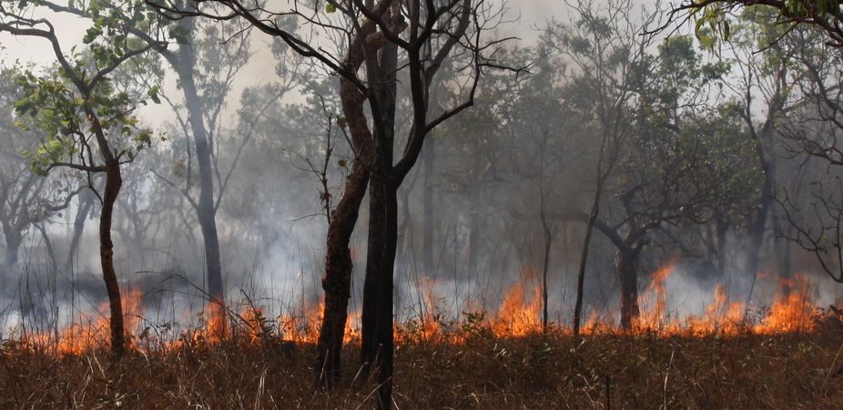 wildfires, wild fires, bushfires, predators, fauna