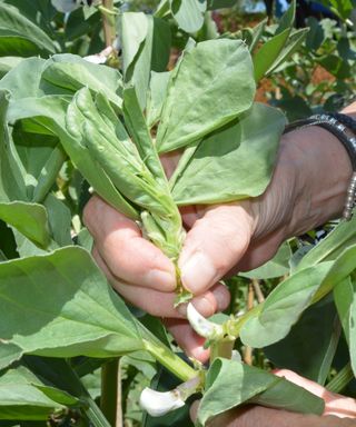 Pinching out the tips of broad beans (fava beans)when the lower pods have formed