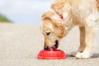 Dog drinking water from red bowl outside